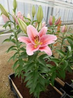 [4310 Gran Design GA No01.JPG]